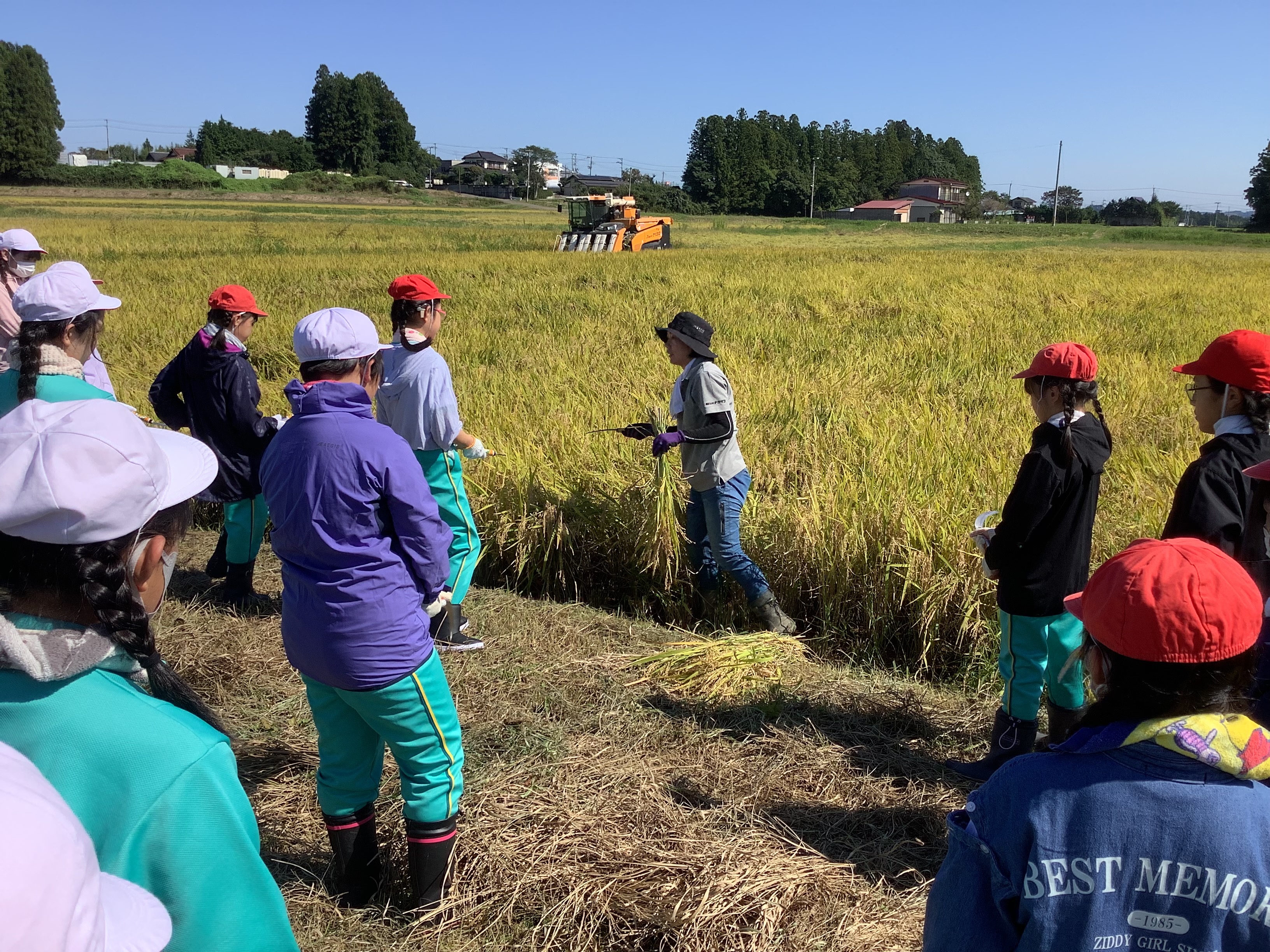 ５年生　稲刈り🌾 の投稿